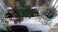 IMG_20171015_170453241.jpg