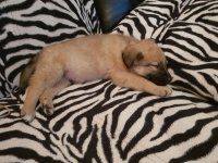 IMG-20171120-WA0001.jpg