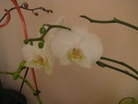 IMG_0402.JPG