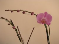 IMG_0404.JPG