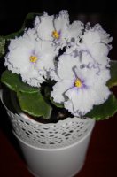 DSC_5037-1-2.jpg