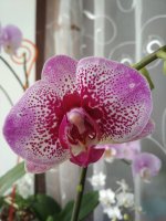 IMG_20171221_132310.jpg