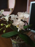 IMG_20171217_194454.jpg