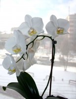 IMG_4460.jpg