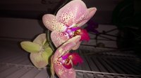 DSC_0249.JPG