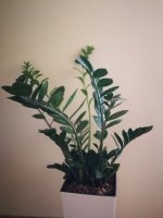 IMG_20180511_103355.jpg