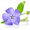 PERIWINKLE