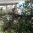 Lanax
